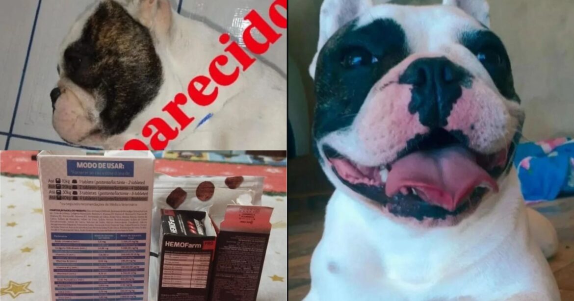 Moradora de Araçariguama oferece recompensa para quem para encontrar cão desaparecido